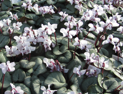 Cyclamen coum 'Maurice Dryden'